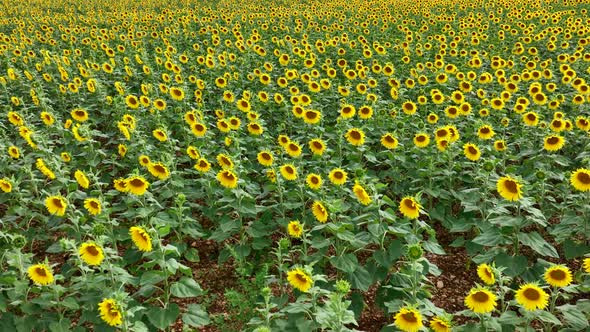 Sunflowers in a Field Ready to be for Harvested into Oil and Seeds
