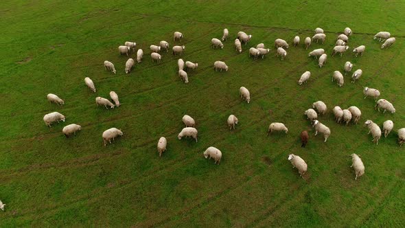 Group of sheep