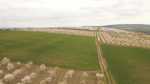 Aerial View of Flowering Orchard in Spring and Agricultural Fields