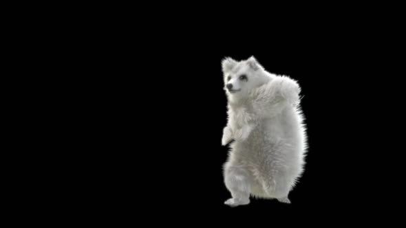 140 White Bear Dancing HD