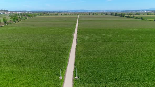 Corn Field And Path In The Daytime