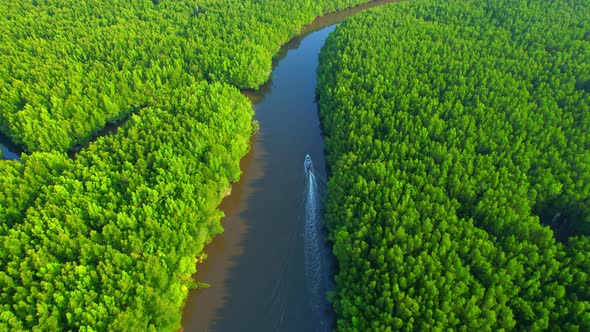 4K Aerial view of mangrove forest at khao jom pa, trang, Thailand. 4k Footage