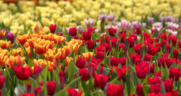 Tulip flower field