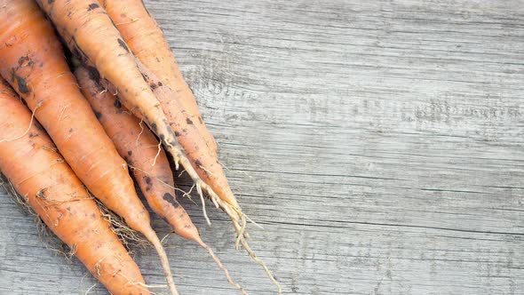 Group of Ripe Dirty Carrots Lies on an Old Wooden Background with Green Leaves