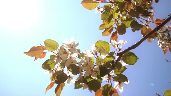 Apple Tree Flowers