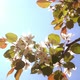 Apple Tree Flowers - VideoHive Item for Sale