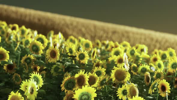 Field of Blooming Sunflowers on a Background Sunset