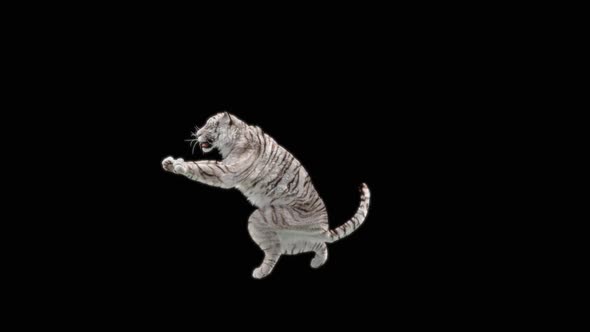 81 White Tiger Standing Magic Attack HD