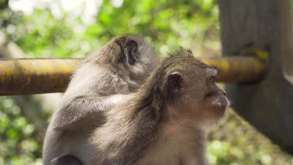 Monkeys in the Forest in Bali