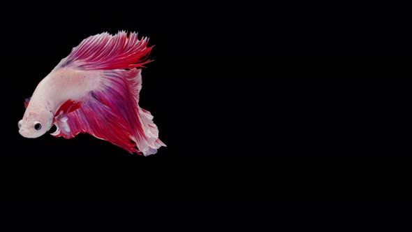 Siamese fighting fish (Betta splendens)