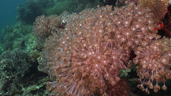 corals feeding on plankton bying all their tentacles on tropical coral reef