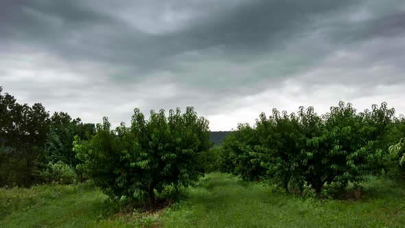 Time lapse view with speed ramping of peach orchard under overcast sky.