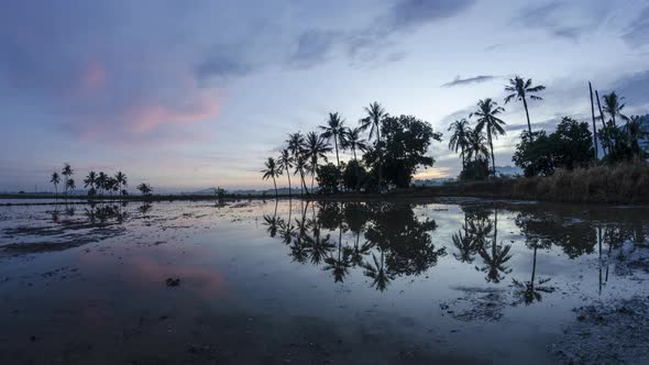 Timelapse reflection two row of coconut tree in the morning