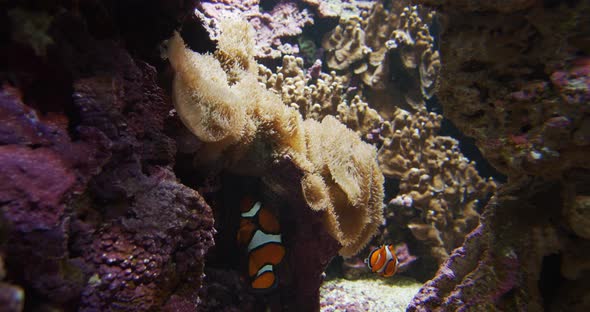 Clownfish Swimming Amongst Anemone in Aquarium