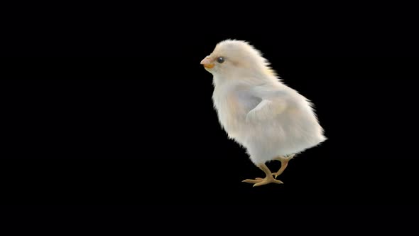 08 Baby Chicks Dancing 4K