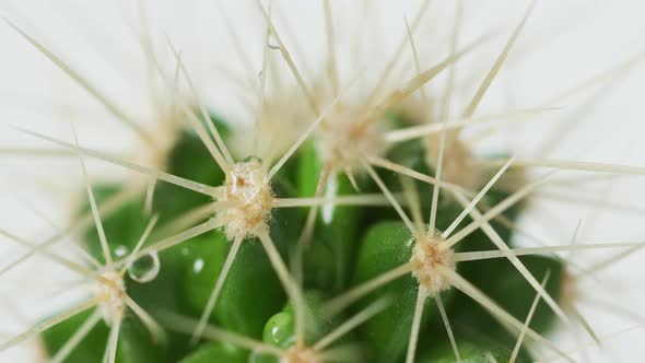 Close up of cactus