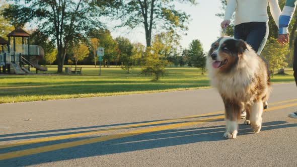 A Family Couple Strolls in the Park with Their Favorite Australian Shepherd. Steadicam Shot