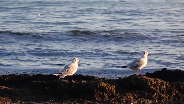 Two Seagulls Stand on the Seashore and Look Down, Enjoy Nature