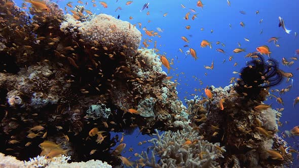 Fish Tropical Reef Marine