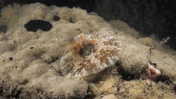 Marine science observation of the sea snail species Velutinid and black Flatworm spotted on a scuba