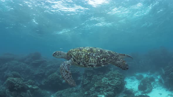 A scuba divers view following a large Sea Turtle swimming in the shallow waters of a coral quay.