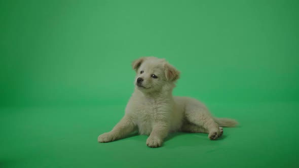 Full View Of A White Dog Laying Down In The Green Screen Studio Then Walking Away