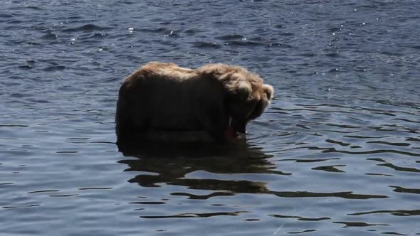 a brown bear in Alaska