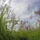 Tall Field Grass In Good Weather In Summer, Motion - VideoHive Item for Sale