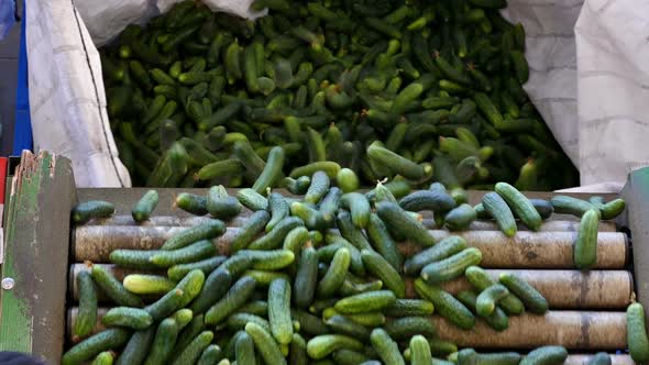 Fresh cucumbers ready for transport