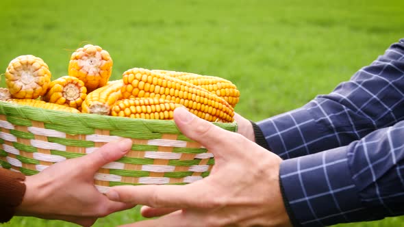 Two Farmers Pass a Basket of Corn on the Background of a Green Field. Agriculture, Bioproducts, Crop