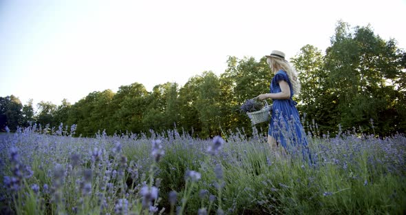 Female with Wicker Basket Stay in Blooming Lavender Field on Summer Day and Puts a Bouquet of