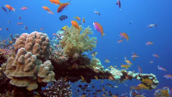 Colorful Fish and Beautiful Coral