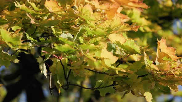 Autumn Yellow Leaves on a Tree