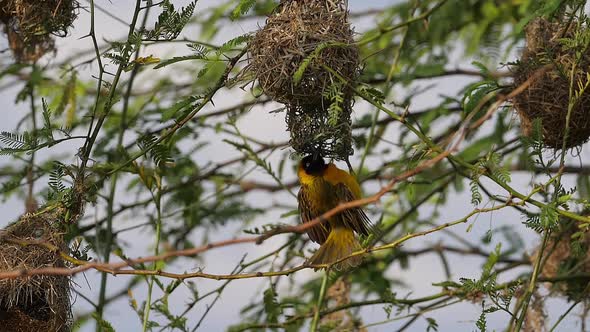 980337 Lesser Masked Weaver, ploceus intermedius, Male standing on Nest, in flight, Flapping wings,