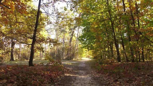 Forest Beautiful Landscape in an Autumn Day