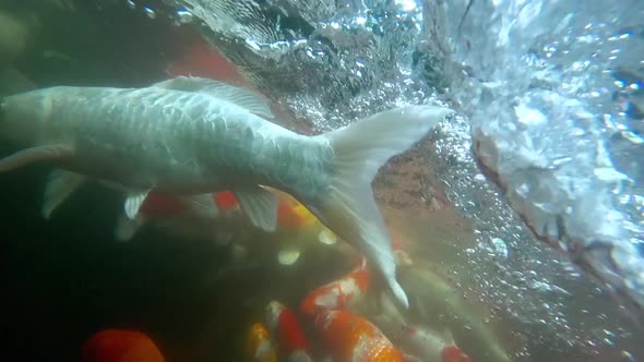 Underwater Koi Fish in Pond Eating