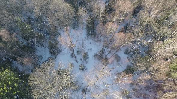 Flying over birch and spruce trees in winter wood