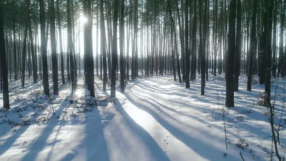 Winter Forest