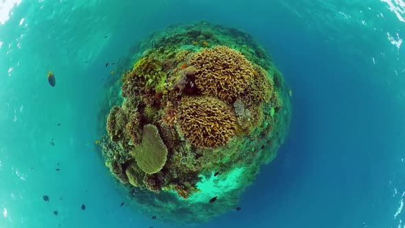 Coral Reef with Fish Underwater