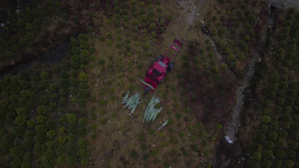 Laborer loads wrapped Christmas trees onto red tractor in plantation