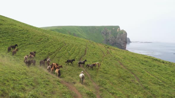 Wild Horses Graze In The Wild 001