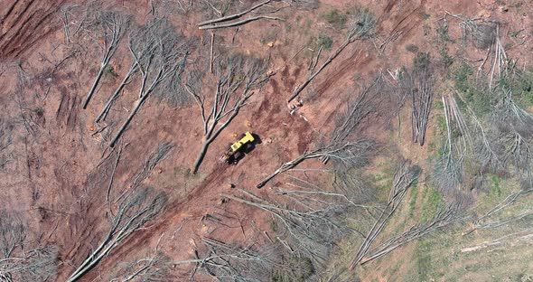 Cleared Forest at the Construction Site of Land Clearing