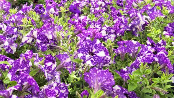 Night Sky Petunia flowers