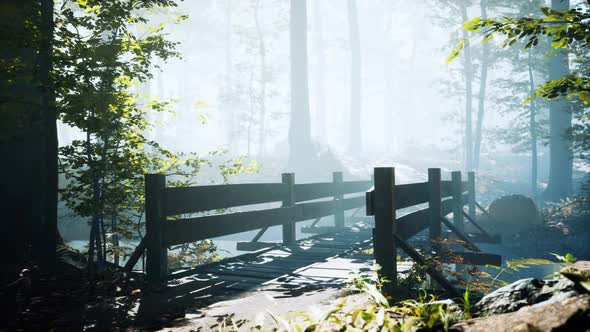 Wooden Bridge Into Forest with River