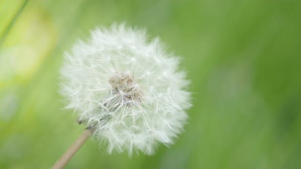 Close-up of blowball Taraxacum flower in  green natural background 4K 3840X2160 UHD footage - Lonely