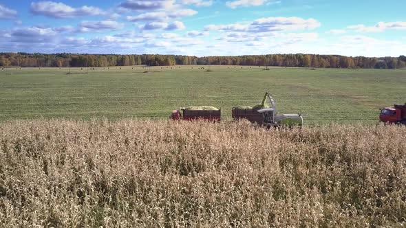 Bird Eye View Harvester Gathers Corn for Silage in Field