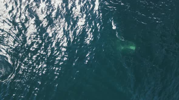 Aerial view of two sperm whales in South Africa.