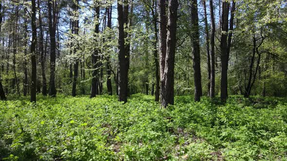 Green Forest During the Day Aerial View