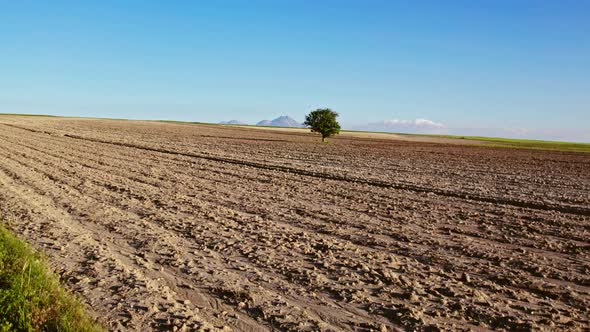 Field Agriculture