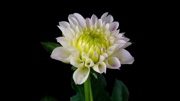 Timelapse of Blooming White Dahlia Flower Isolated on Black Background